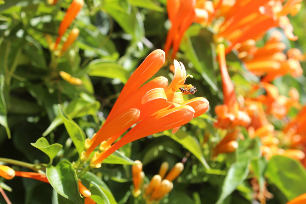 Pyrostegia venusta (Ker Gawl.) Miers